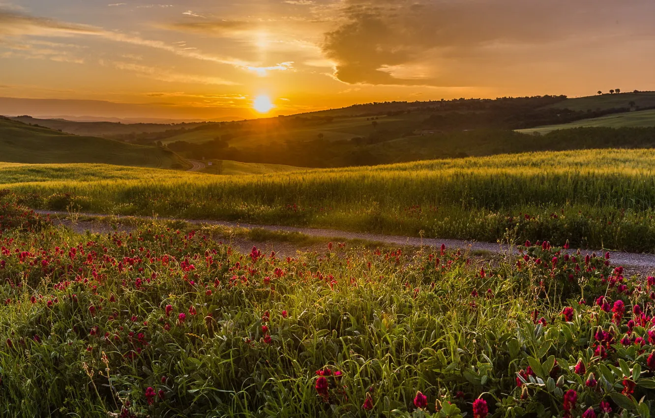 Photo wallpaper road, field, landscape, sunset, flowers, nature