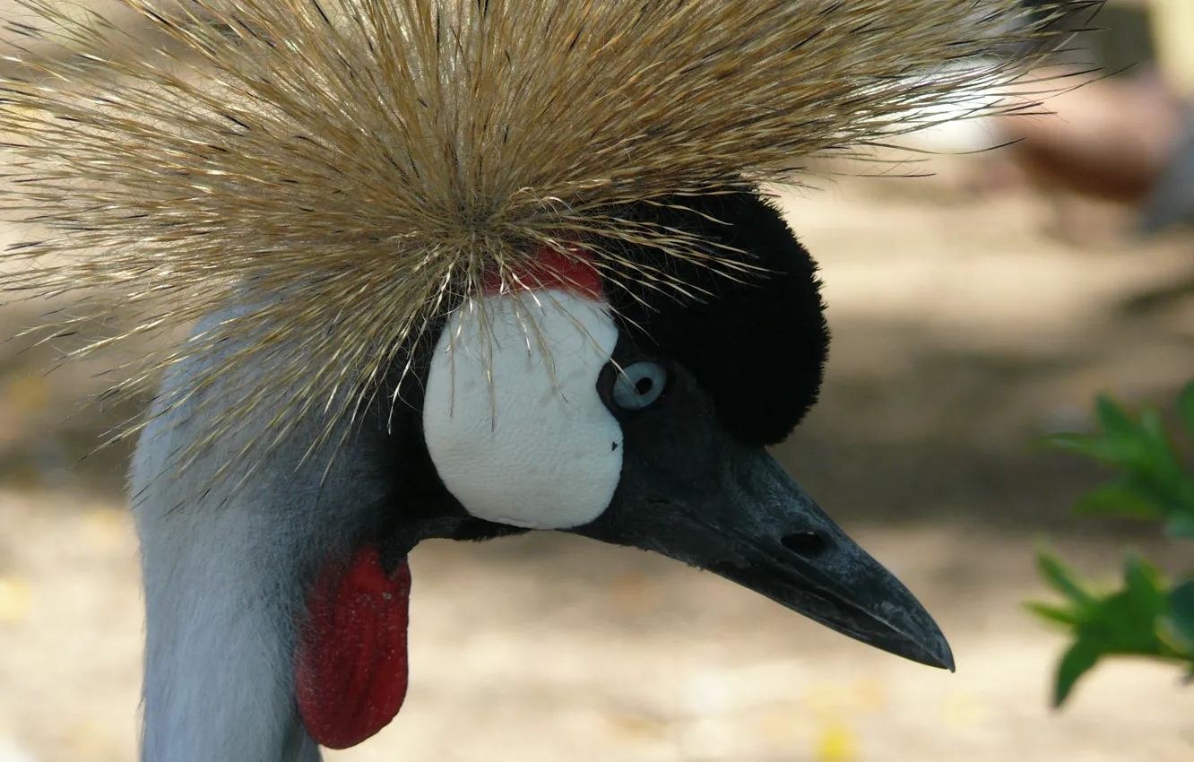 Photo wallpaper bird, macro, shadoof, crowned Crane