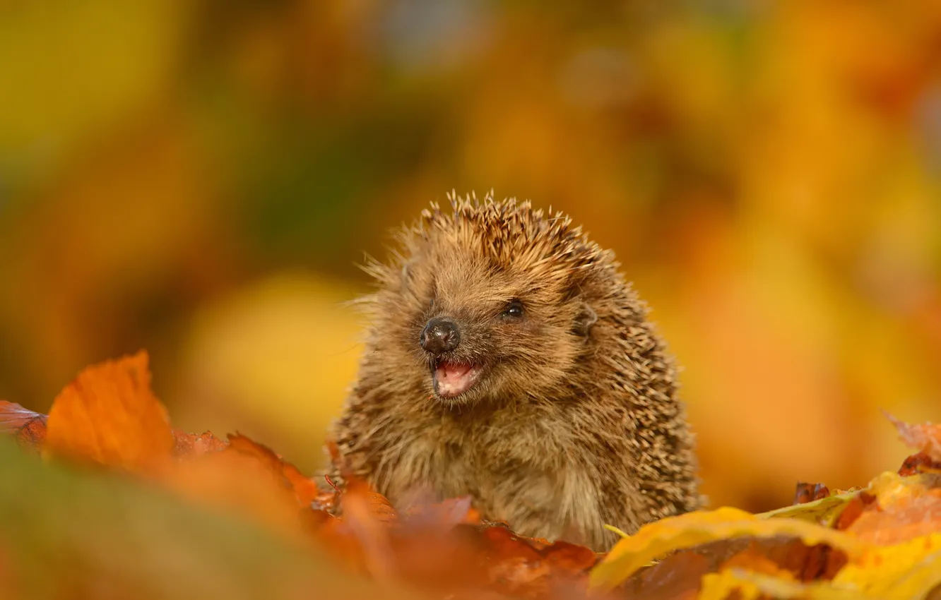 Photo wallpaper autumn, leaves, smile, barb, muzzle, hedgehog