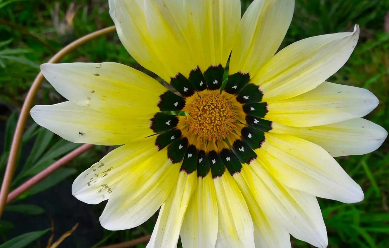 Photo wallpaper solar, Gazania, Like a daisy