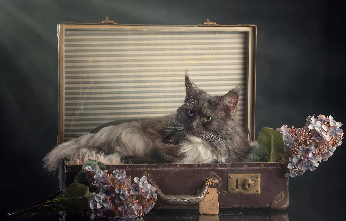 Photo wallpaper cat, cat, look, pose, face