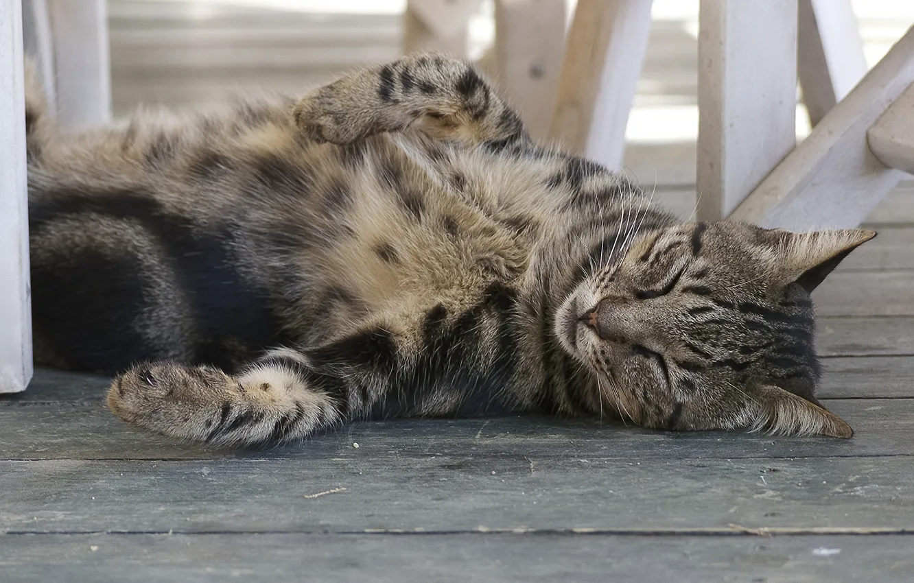Photo wallpaper cat, cat, stay, sleep, paws, sleeping