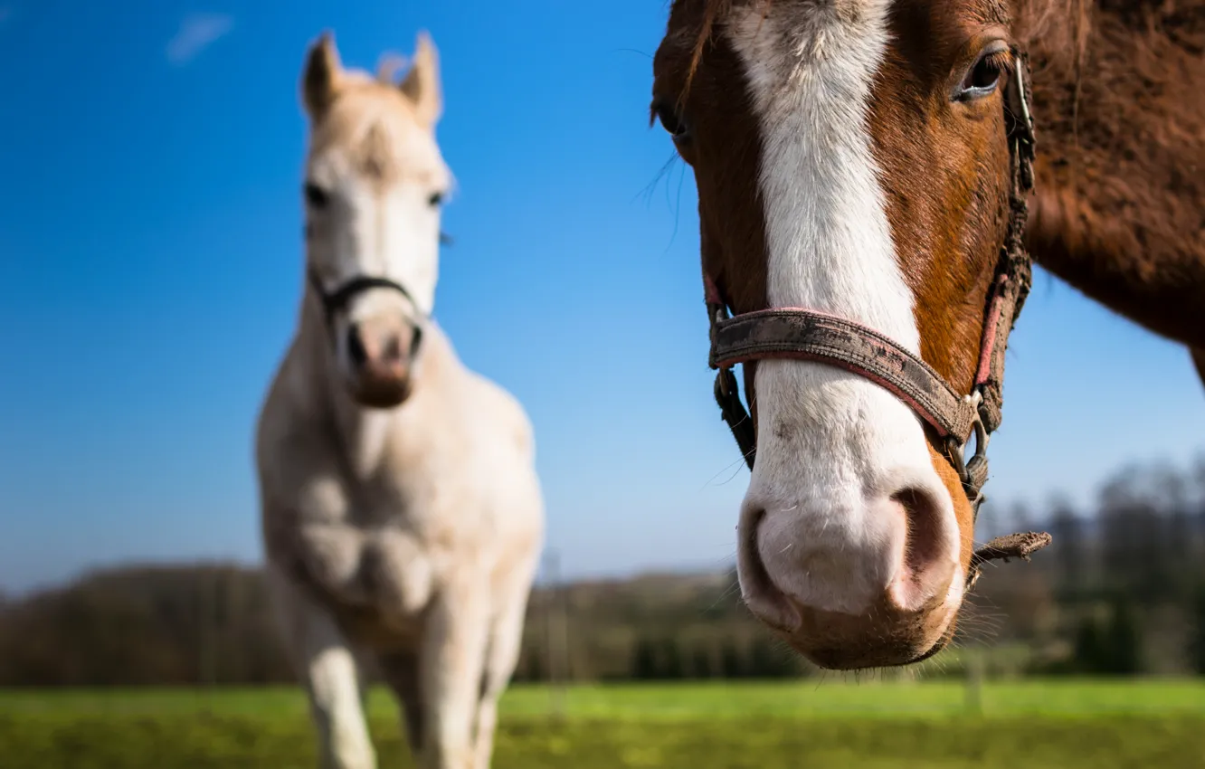 Photo wallpaper field, eyes, trees, face, horse, bokeh, blue sky