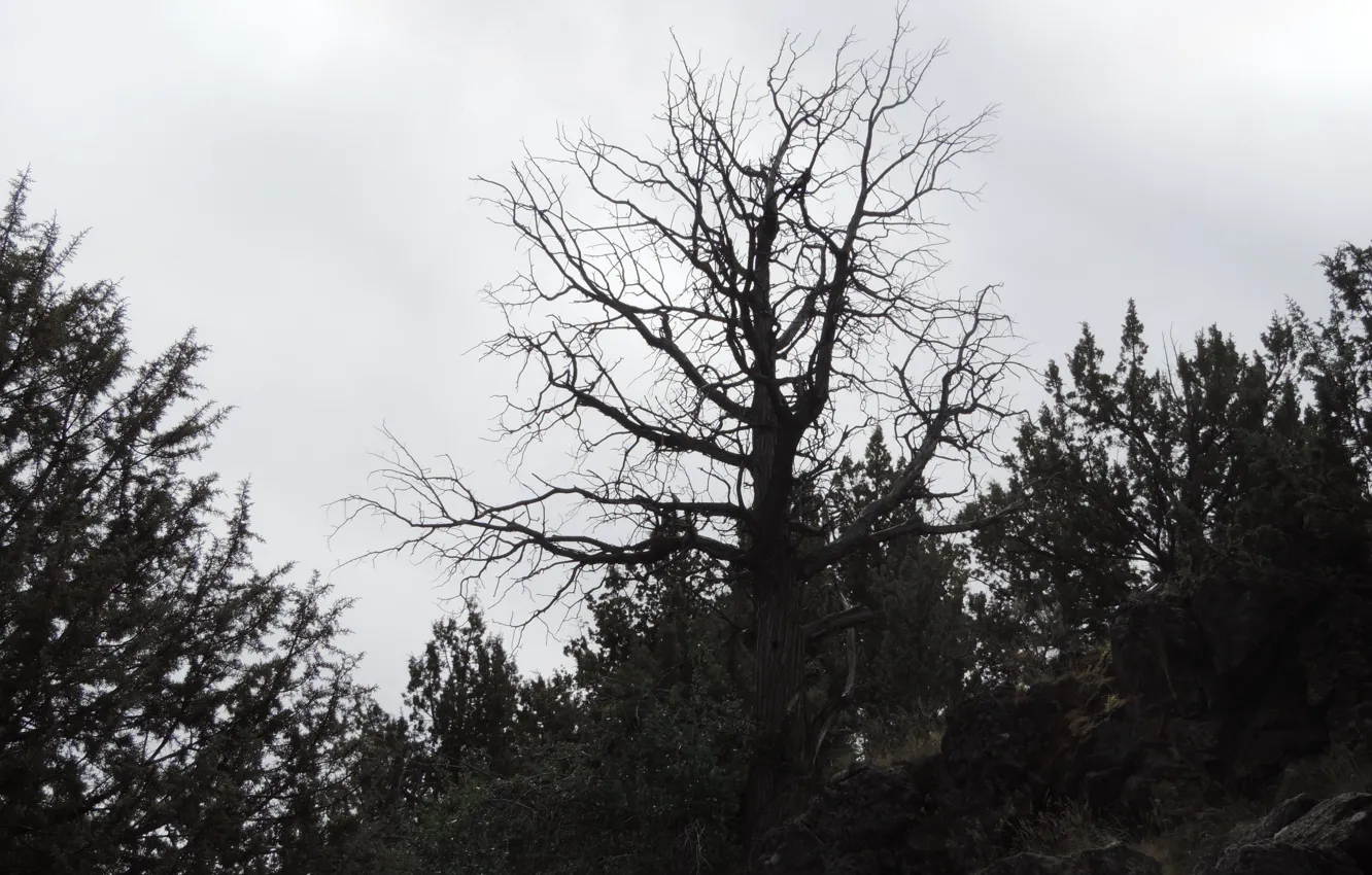 Photo wallpaper forest, the sky, trees, nature, stones, Oregon, USA