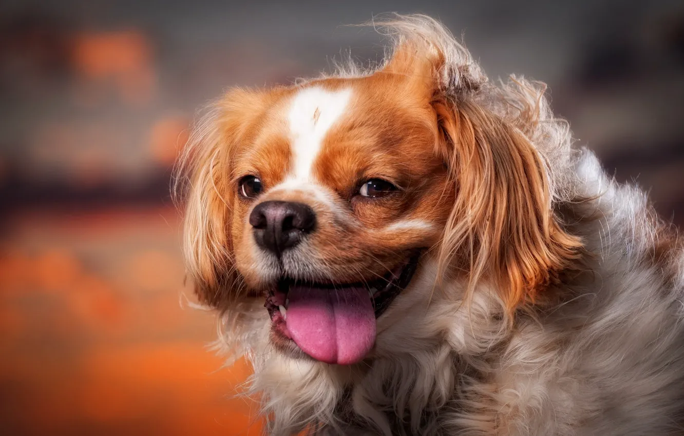 Photo wallpaper language, mood, dog