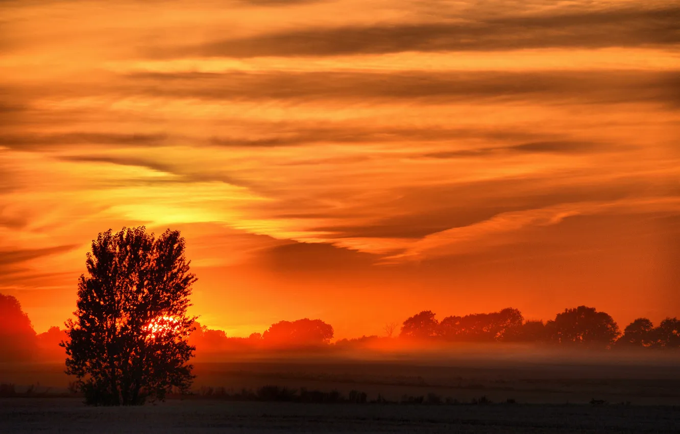 Photo wallpaper field, clouds, trees, sunset, fog, glow