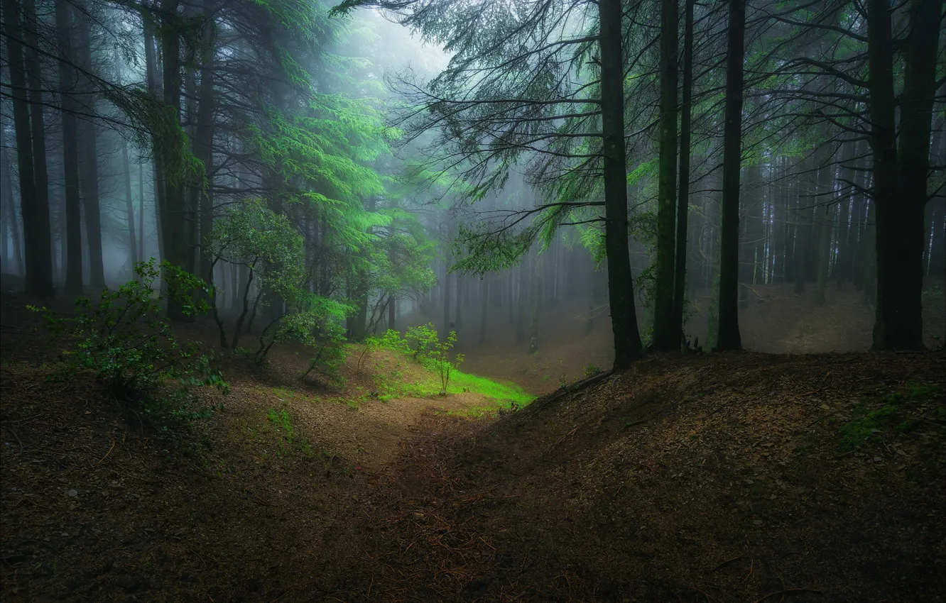 Photo wallpaper forest, trees, night, nature, fog