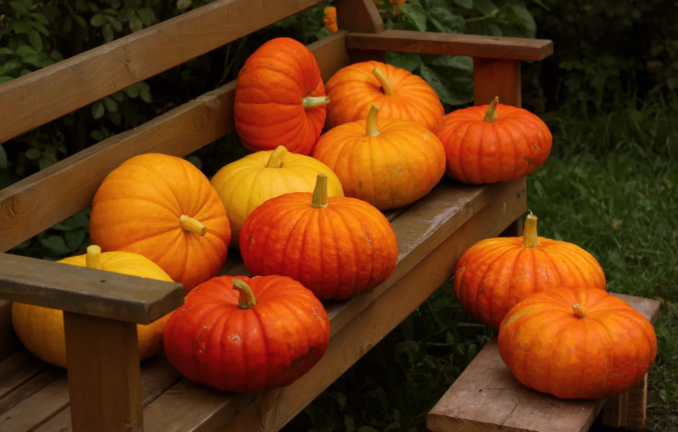 Photo wallpaper autumn, bench, nature, fruit, pumpkin, vegetables