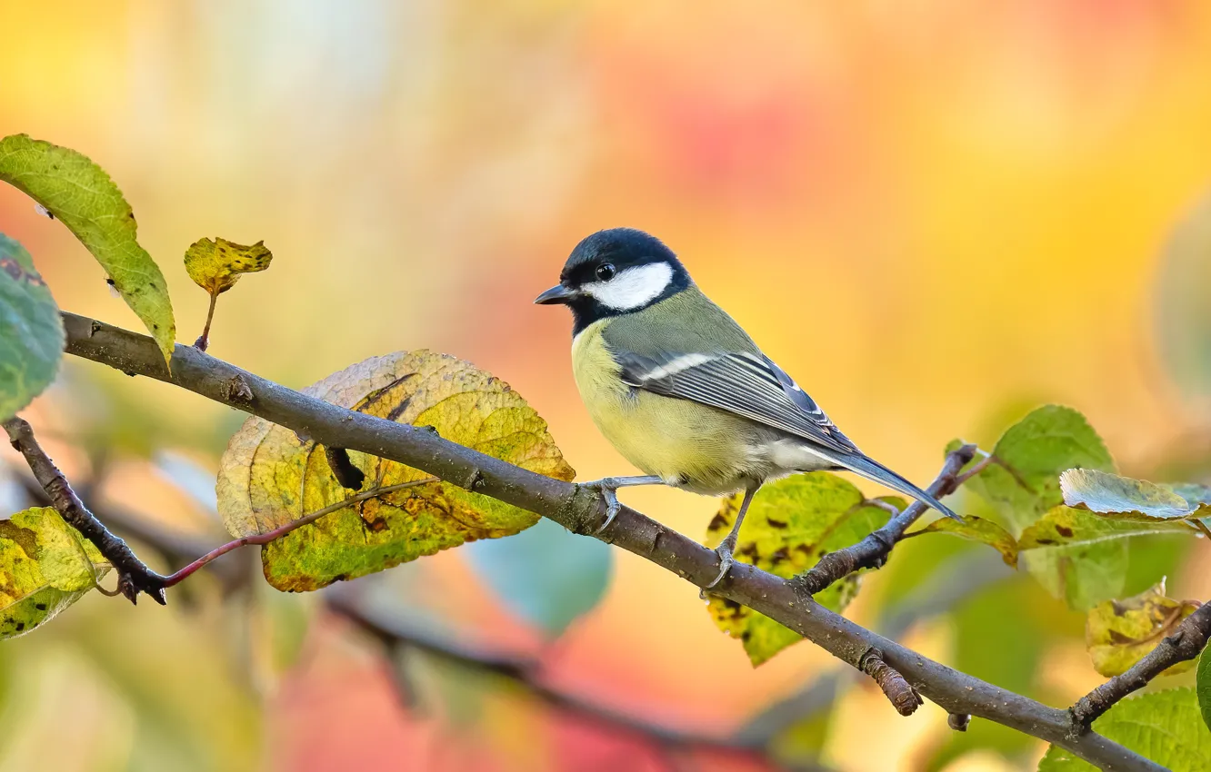 Photo wallpaper autumn, leaves, branches, bird, tit