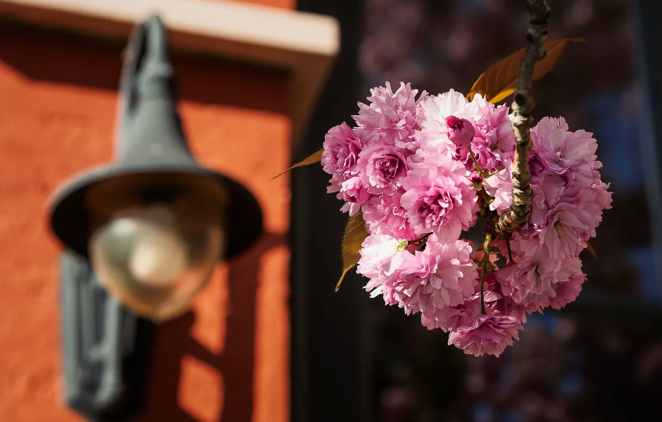 Photo wallpaper Sakura, blurred background, pink ball