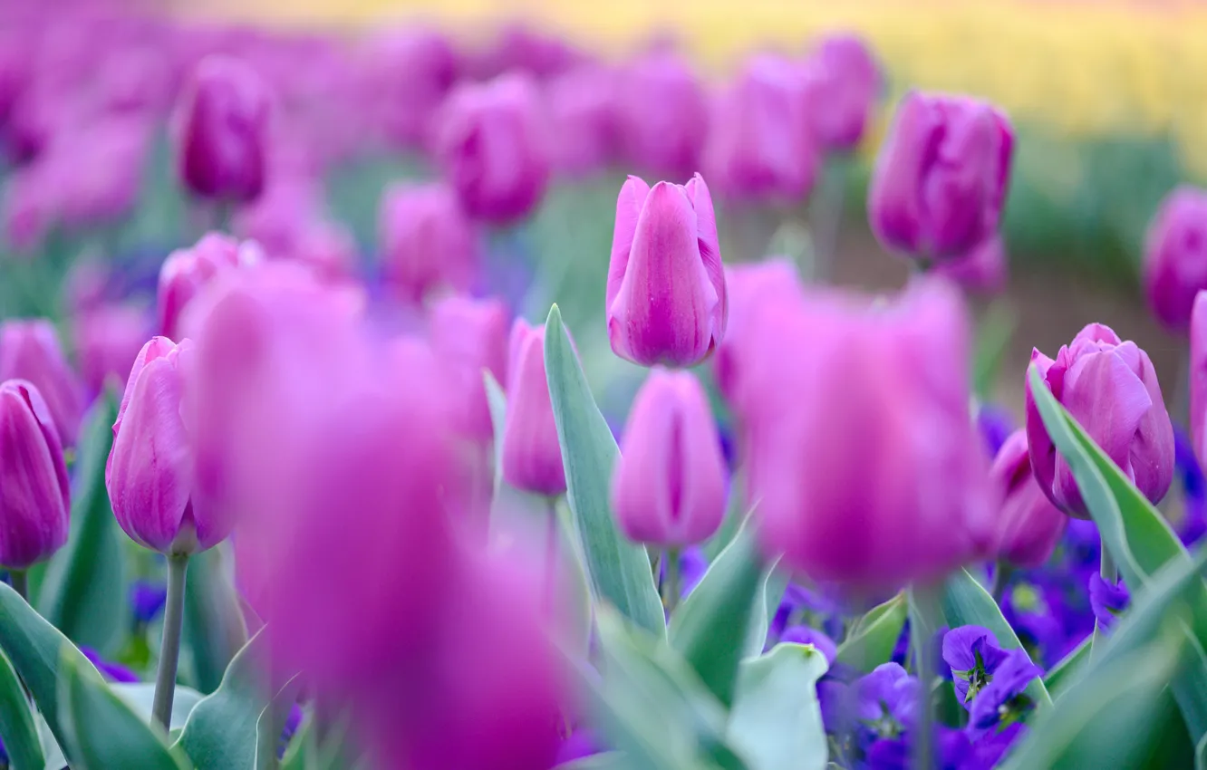 Photo wallpaper flowers, spring, tulips, pink, buds, bokeh
