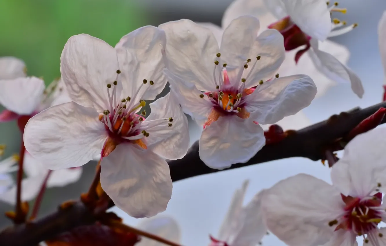Photo wallpaper macro, flowers, branches, cherry, spring, petals, flowering