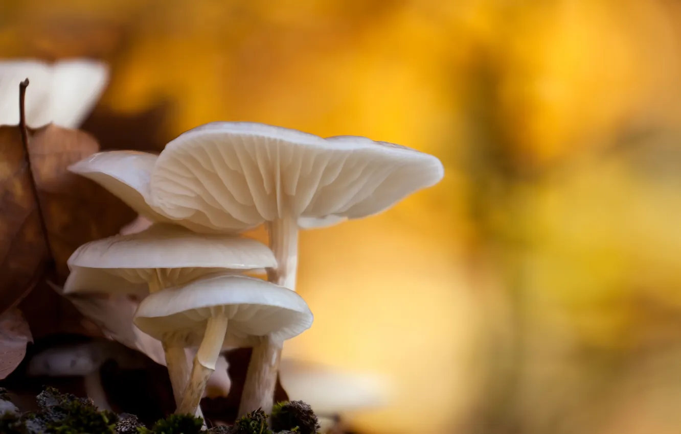 Photo wallpaper autumn, macro, mushrooms, bokeh