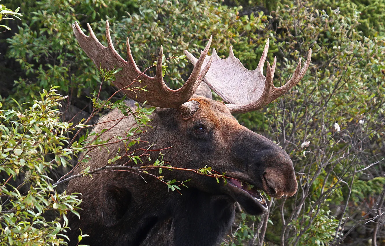 Photo wallpaper forest, branches, head, horns, moose