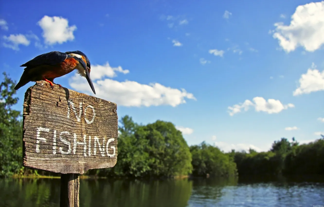 Photo wallpaper river, bird, plate, sign, Kingfisher, kingfisher