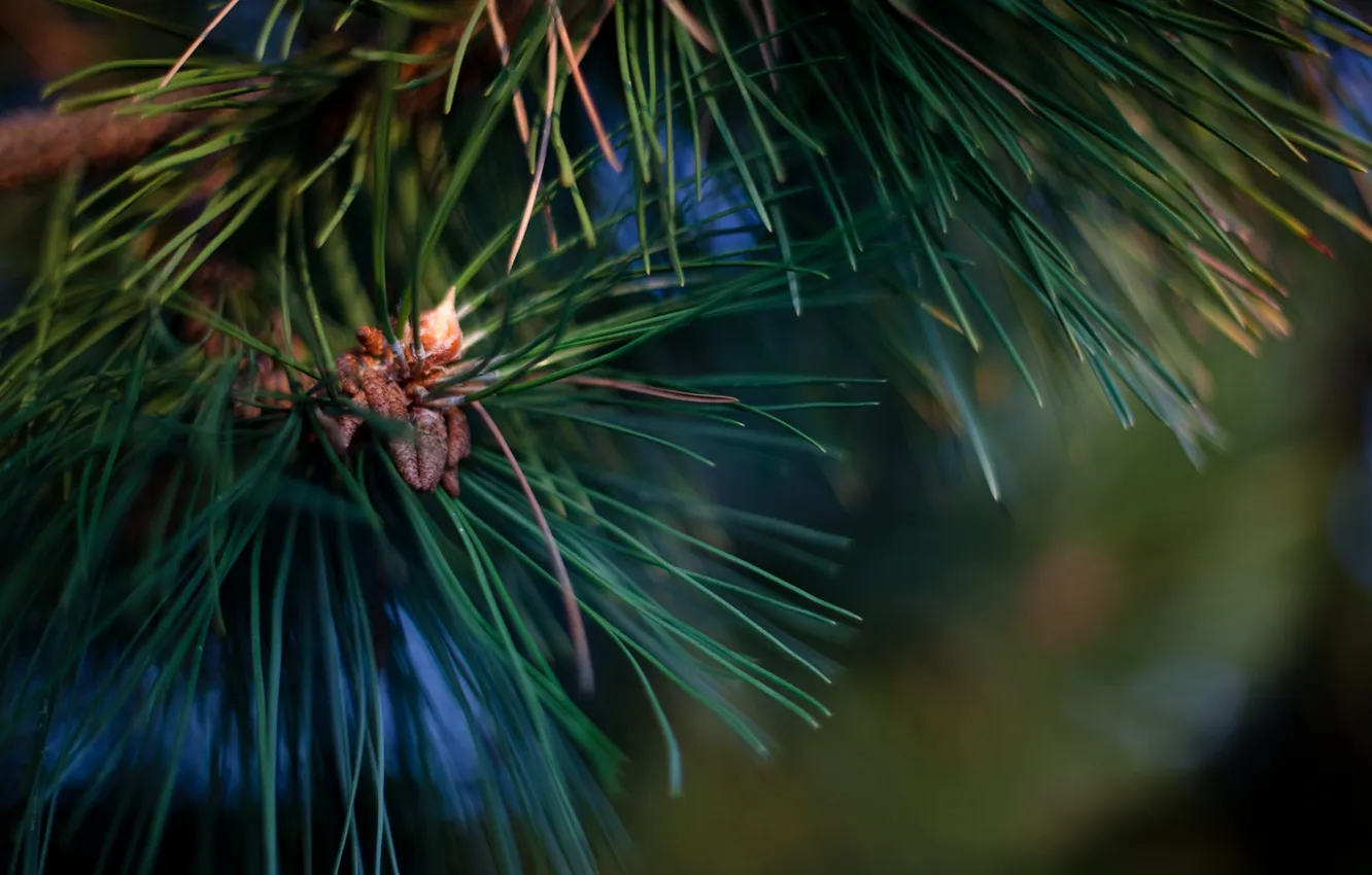 Photo wallpaper needles, branches, background, tree, needles