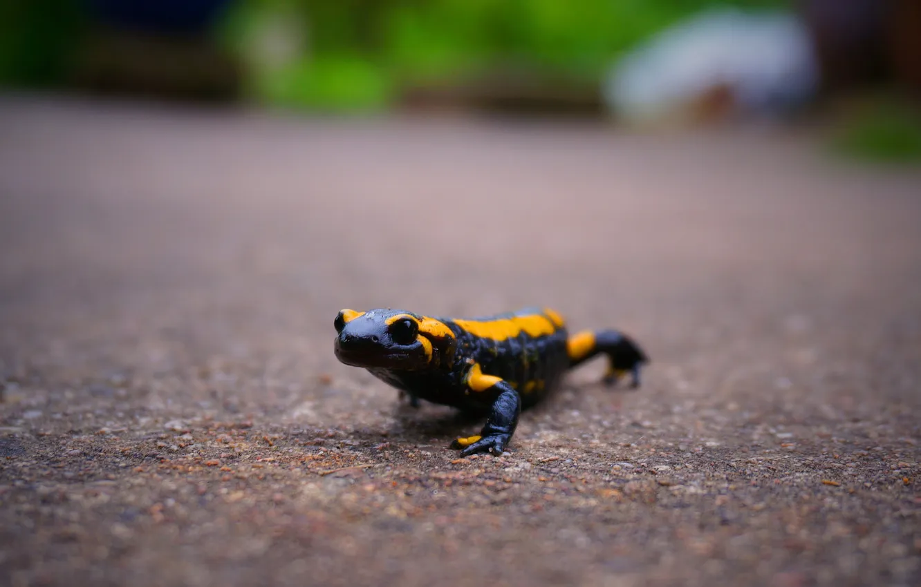 Photo wallpaper eyes, asphalt, lizard, amphibian