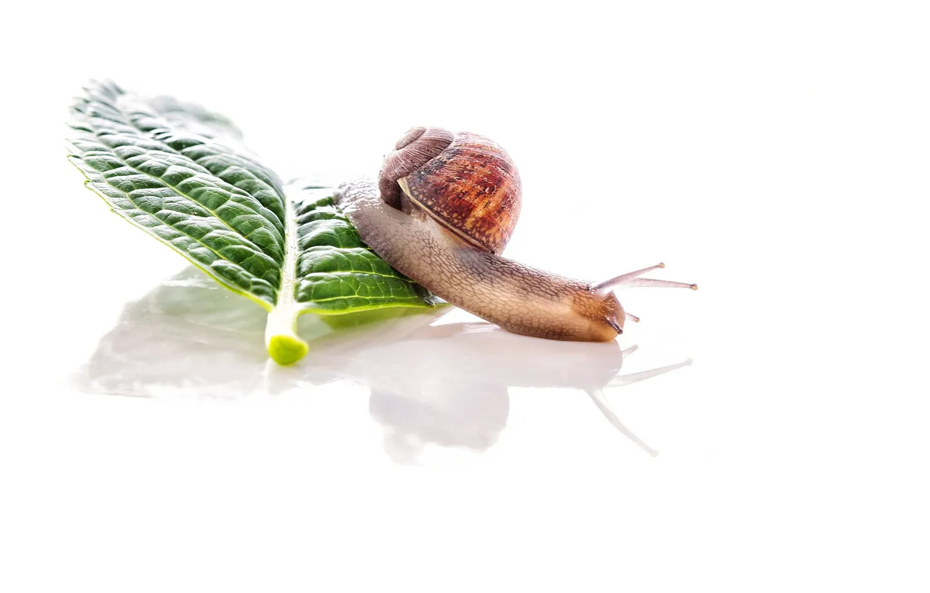 Photo wallpaper reflection, snail, green leaf, smooth surface