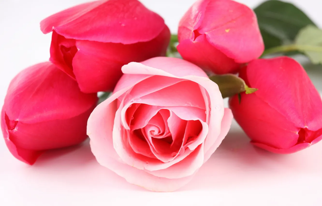 Photo wallpaper flowers, roses, tulips