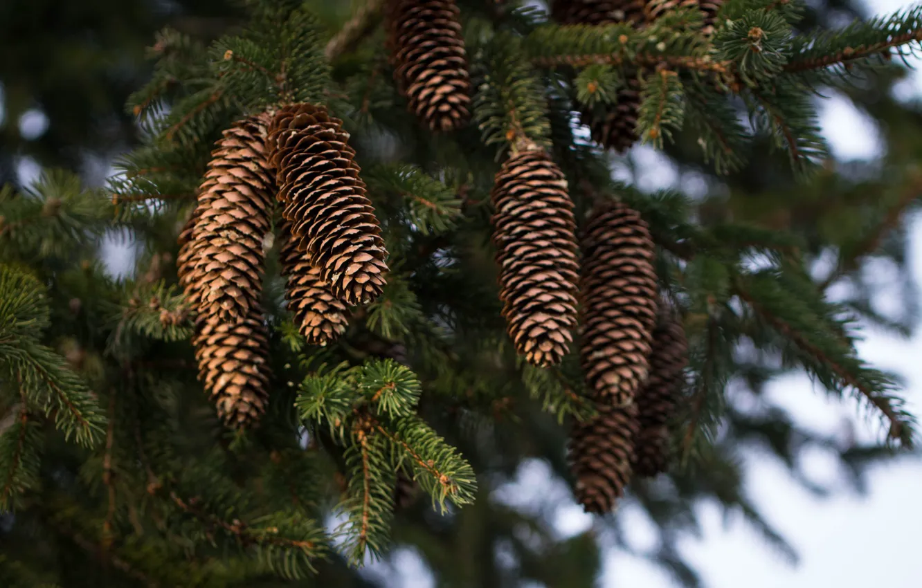 Photo wallpaper Tree, Spruce, Bumps