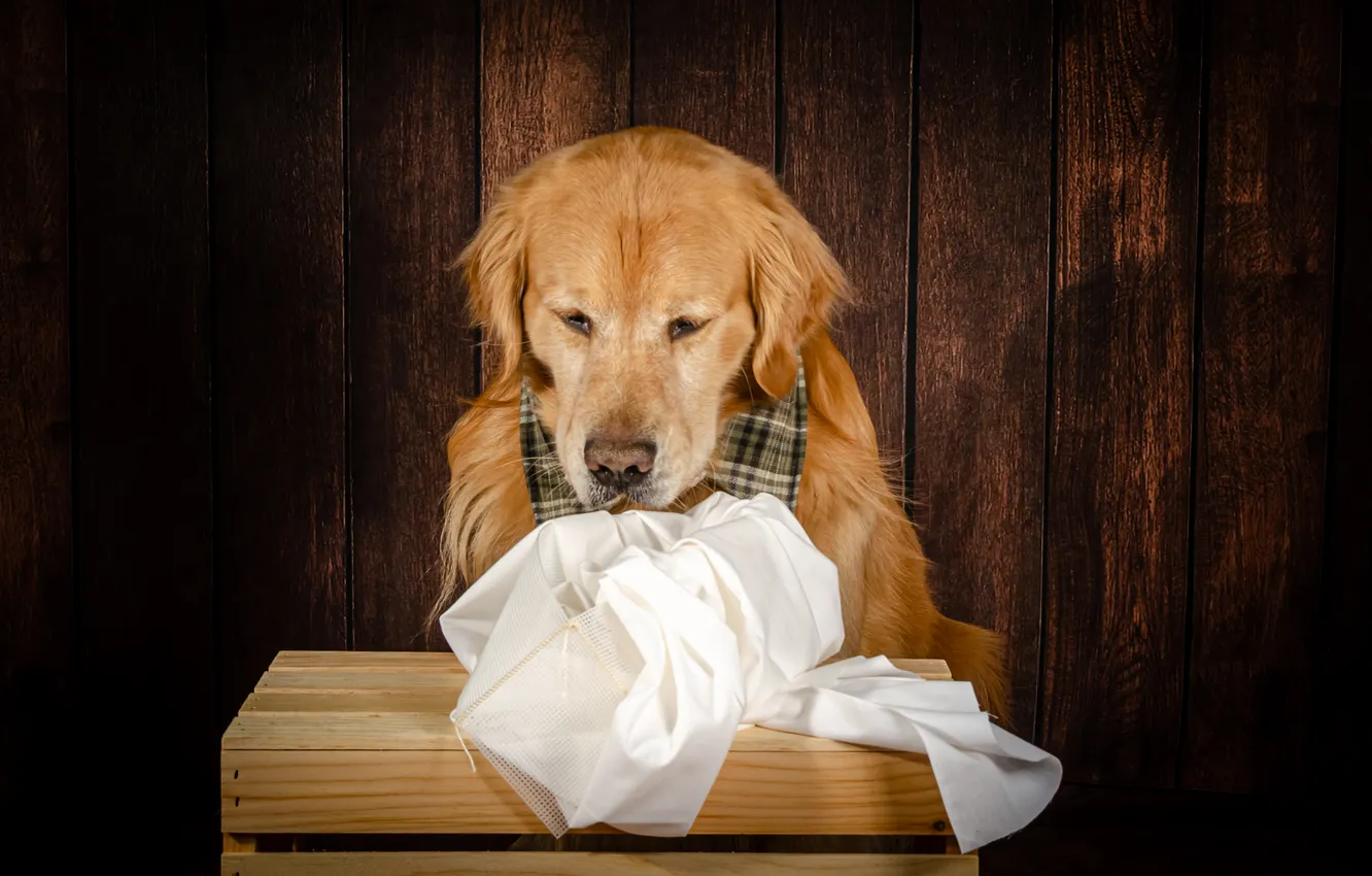 Photo wallpaper golden, dog, Golden Retriever