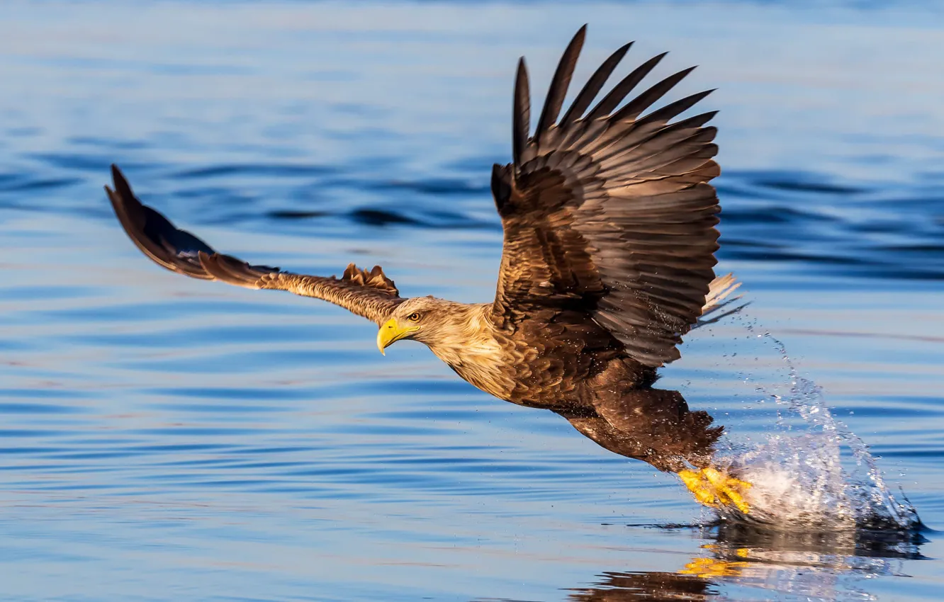 Photo wallpaper Eagle, bird, water, wings, feathers, water drops, animal, reflection