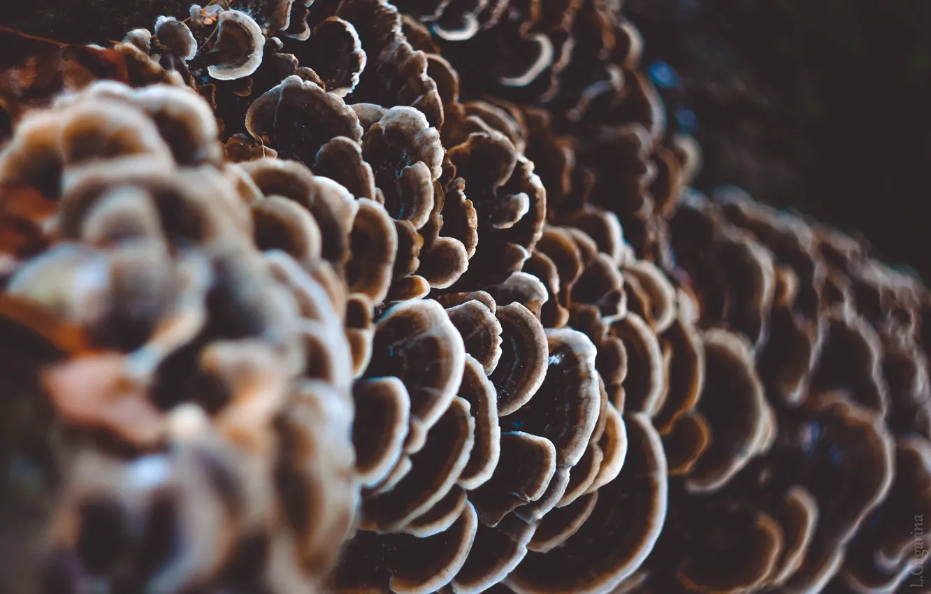 Photo wallpaper autumn, mushrooms, tinder