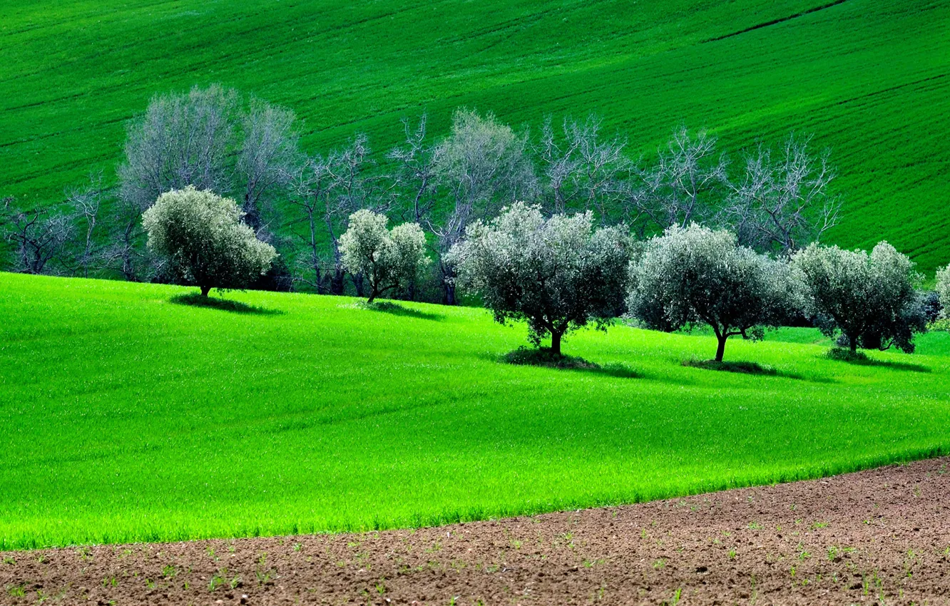 Photo wallpaper field, grass, trees, hills, spring