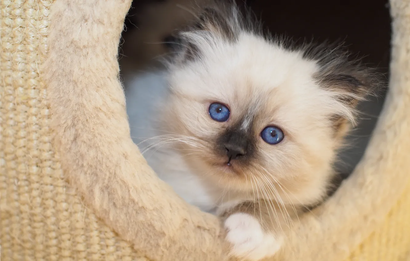 Photo wallpaper cat, look, pose, portrait, legs, fur, kitty, blue eyes