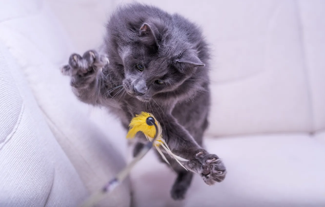 Photo wallpaper cat, jump, toy, the game