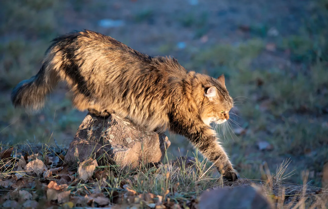 Photo wallpaper cat, cat, leaves, pose, stones, grey, glade, spring