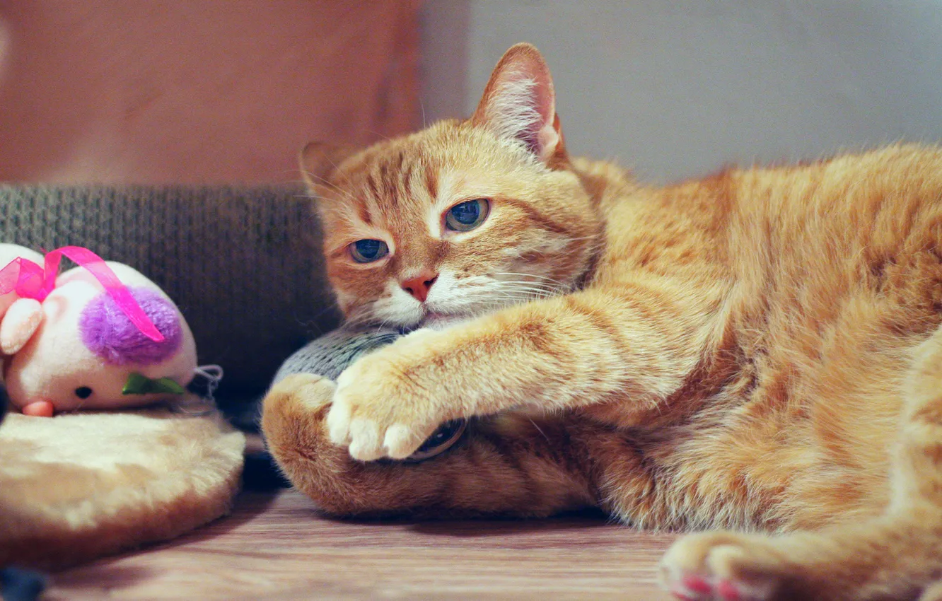 Photo wallpaper cat, cat, look, face, pose, comfort, background, toy