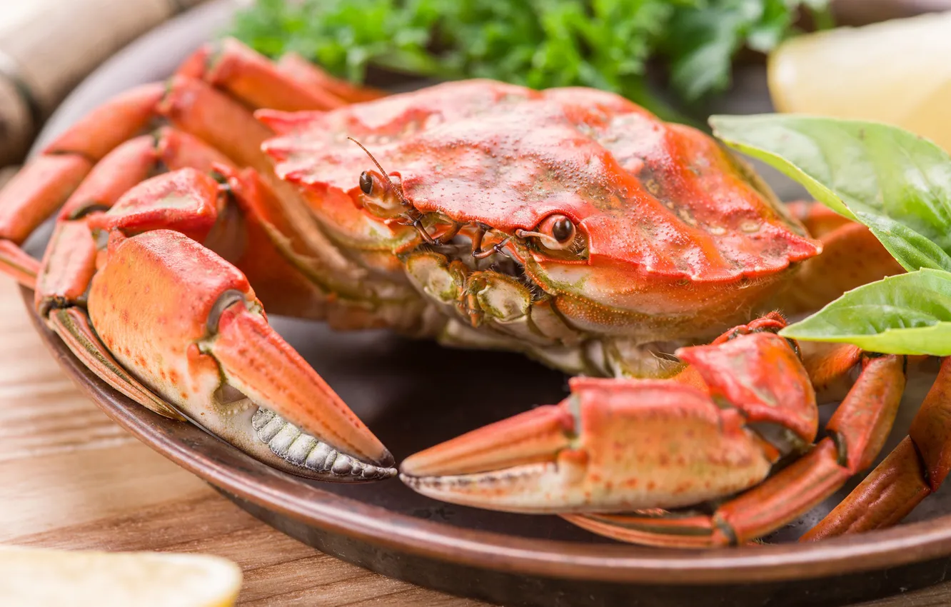 Photo wallpaper crab, claws, seafood