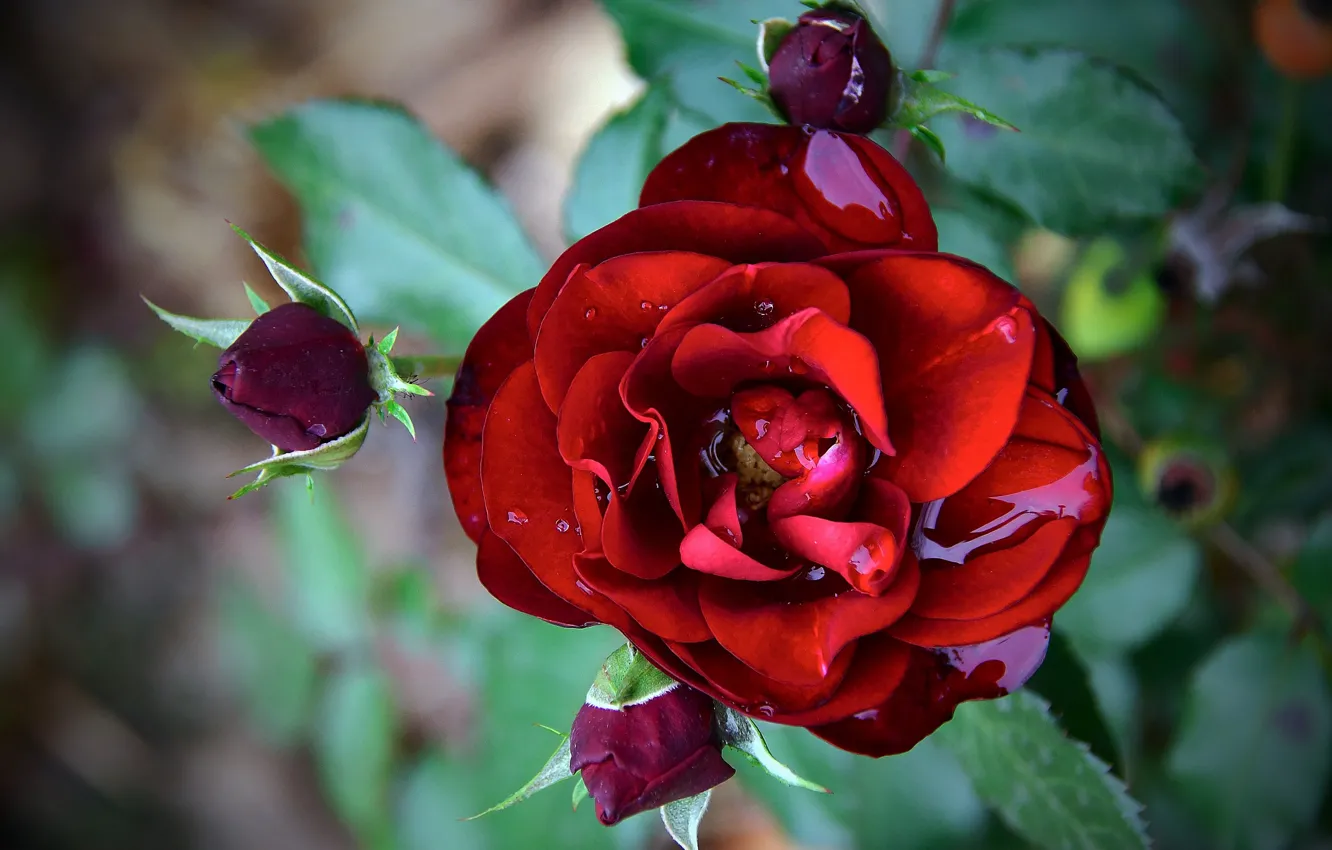 Photo wallpaper close-up, red rose, drops, by Adonyi Gabor