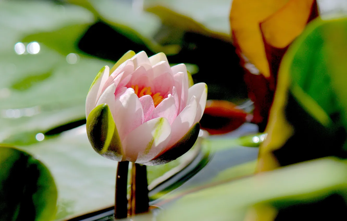 Photo wallpaper leaves, pond, Lily, pond