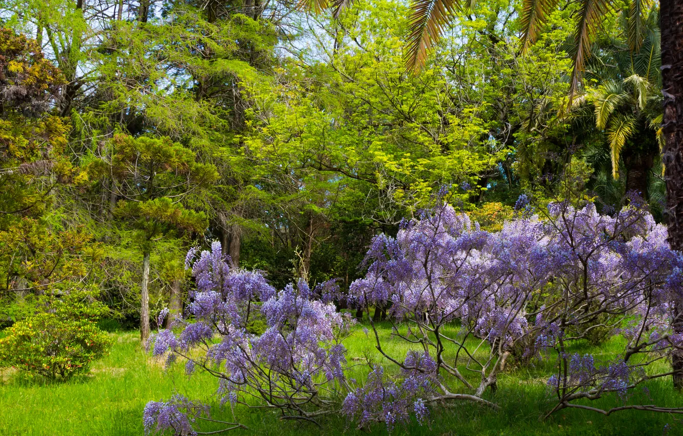 Photo wallpaper forest, trees, nature, Park, plant, spring, Russia, April