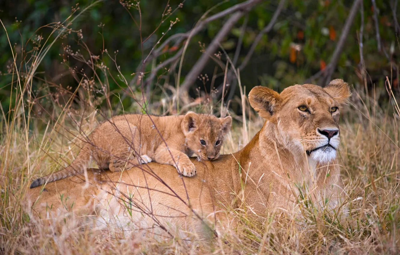 Photo wallpaper nature, two, baby, pair, cub, lioness, lion, on the back