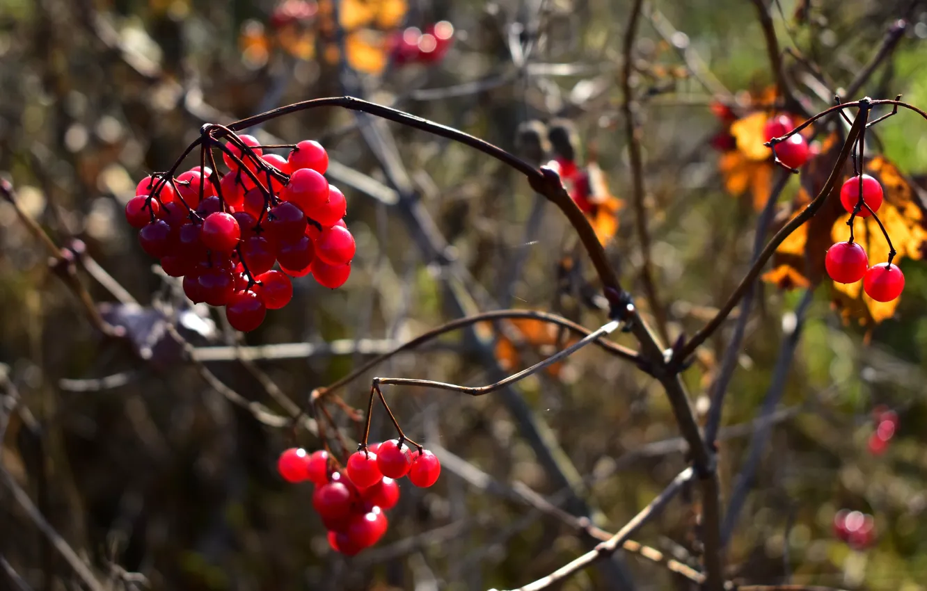 Photo wallpaper autumn, light, branches, red, nature, berries, fruit, bokeh