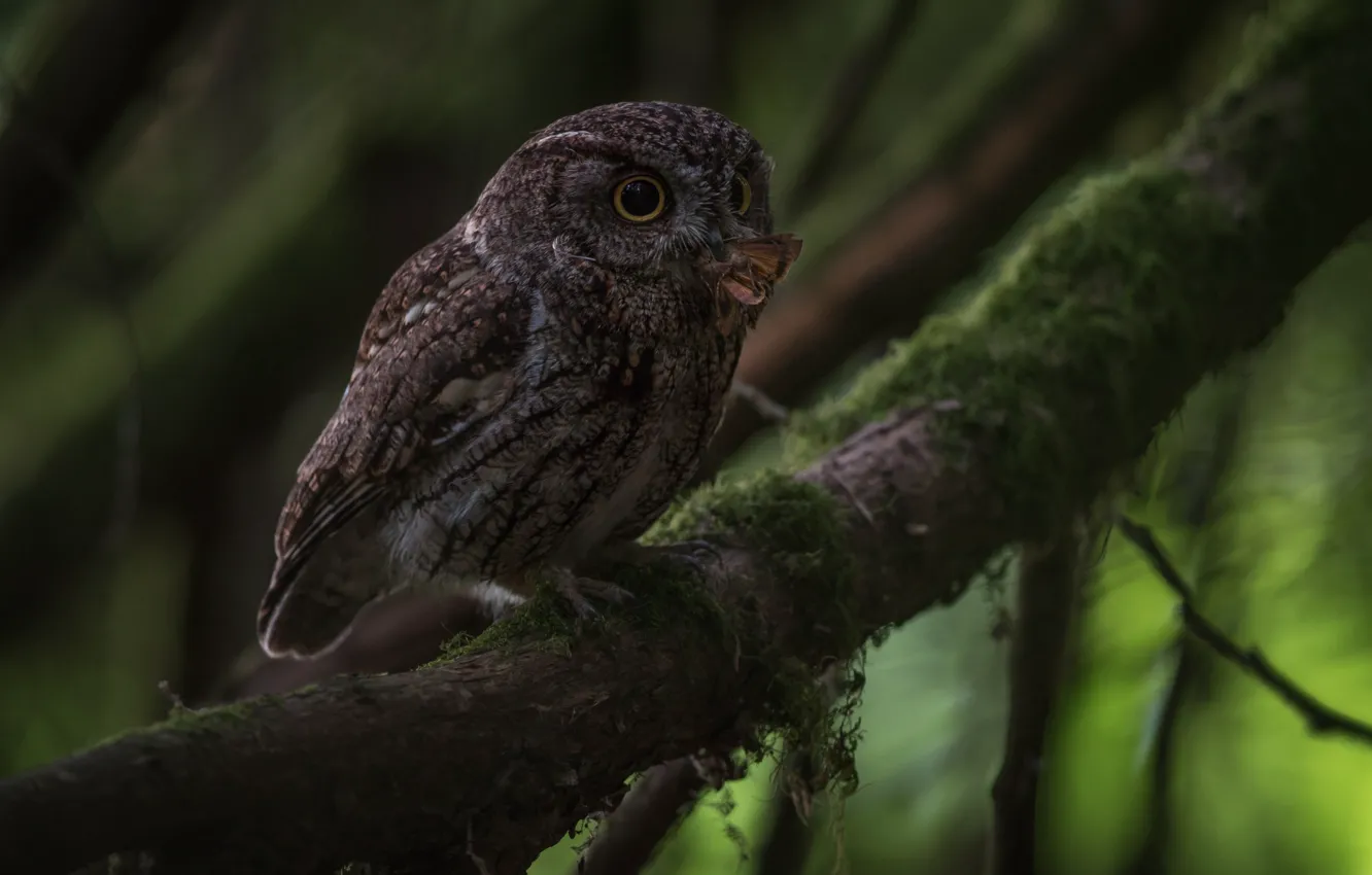 Photo wallpaper branches, nature, owl, bird, butterfly, moss
