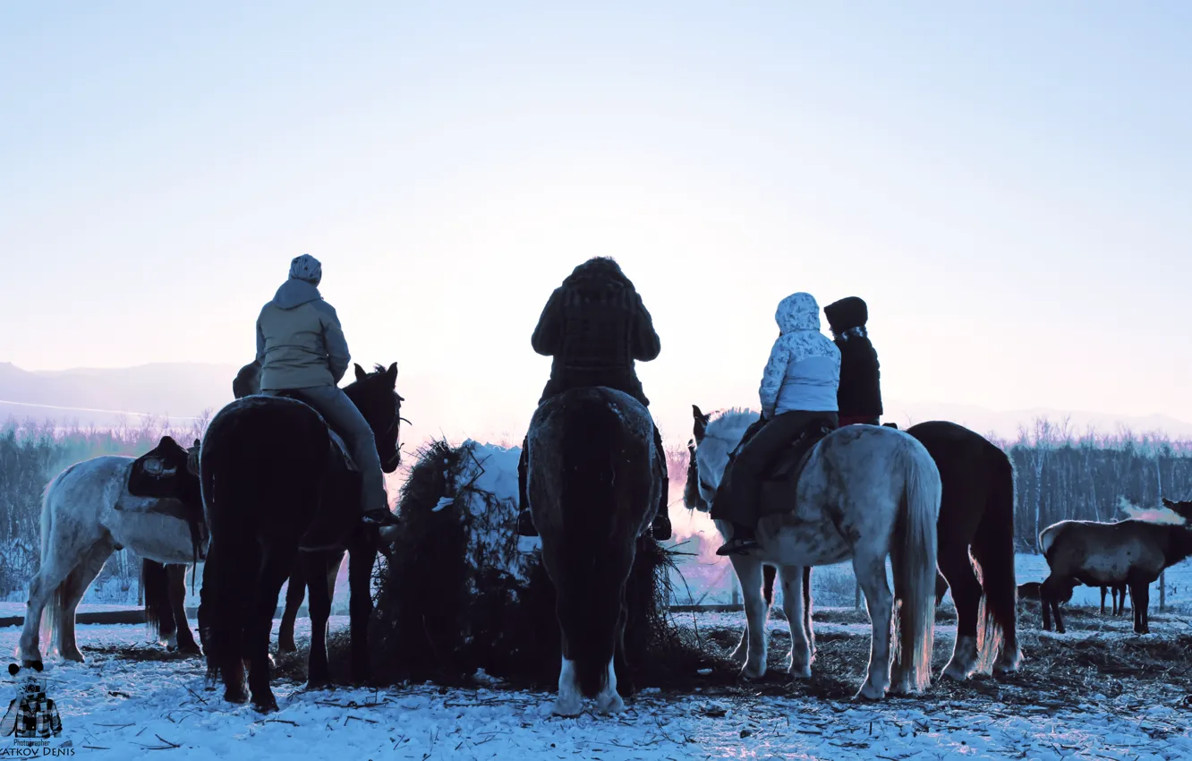 Photo wallpaper nature, animal, horse, Pyatkov_Denis