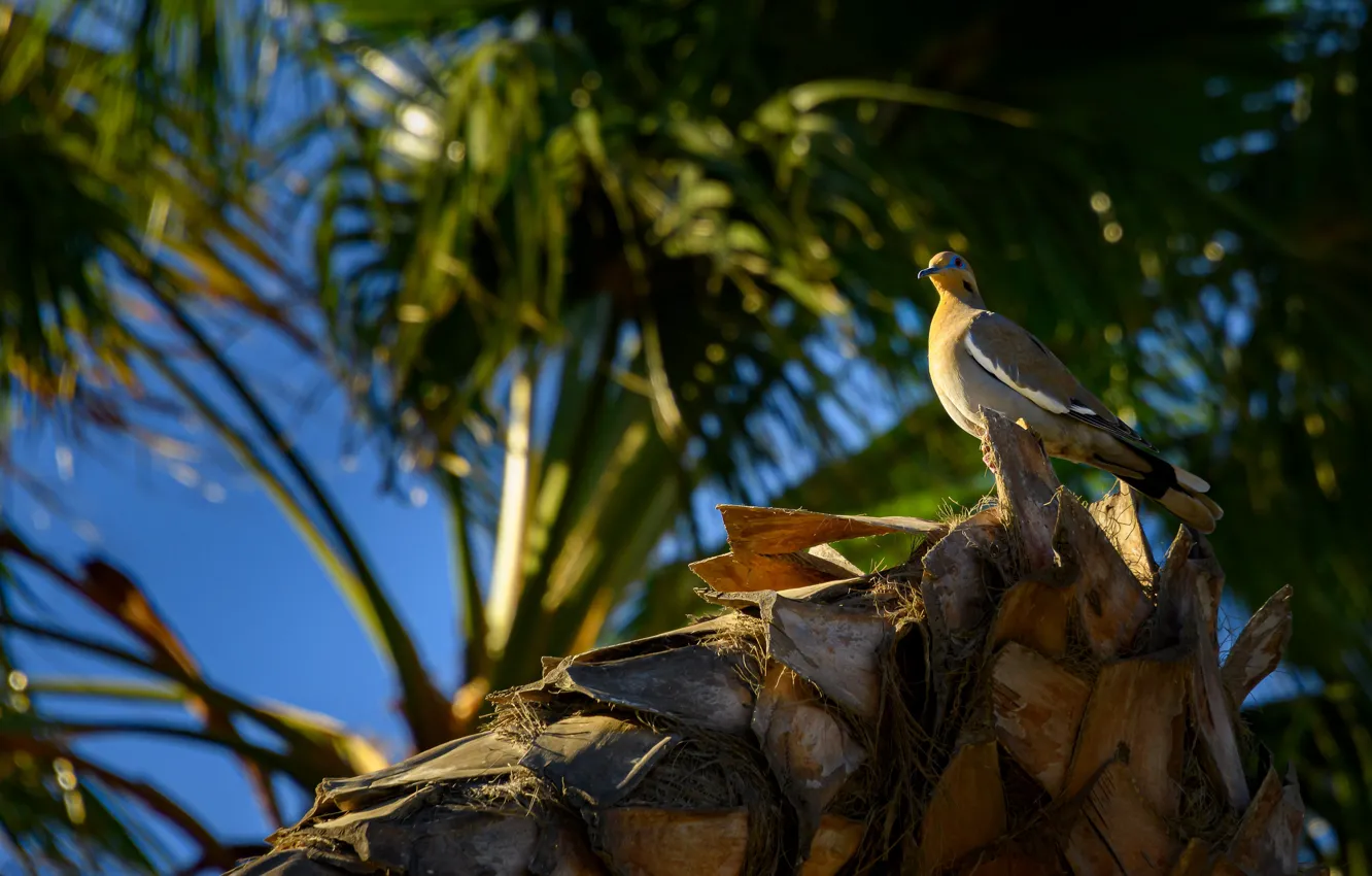 Photo wallpaper light, palm trees, bird, pigeons, bark, bokeh