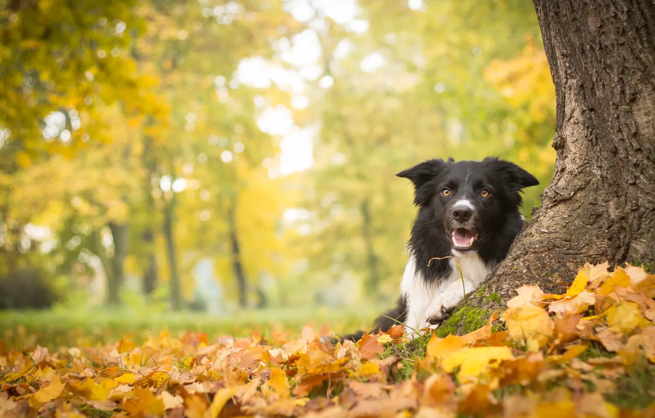 Photo wallpaper autumn, leaves, tree, dog