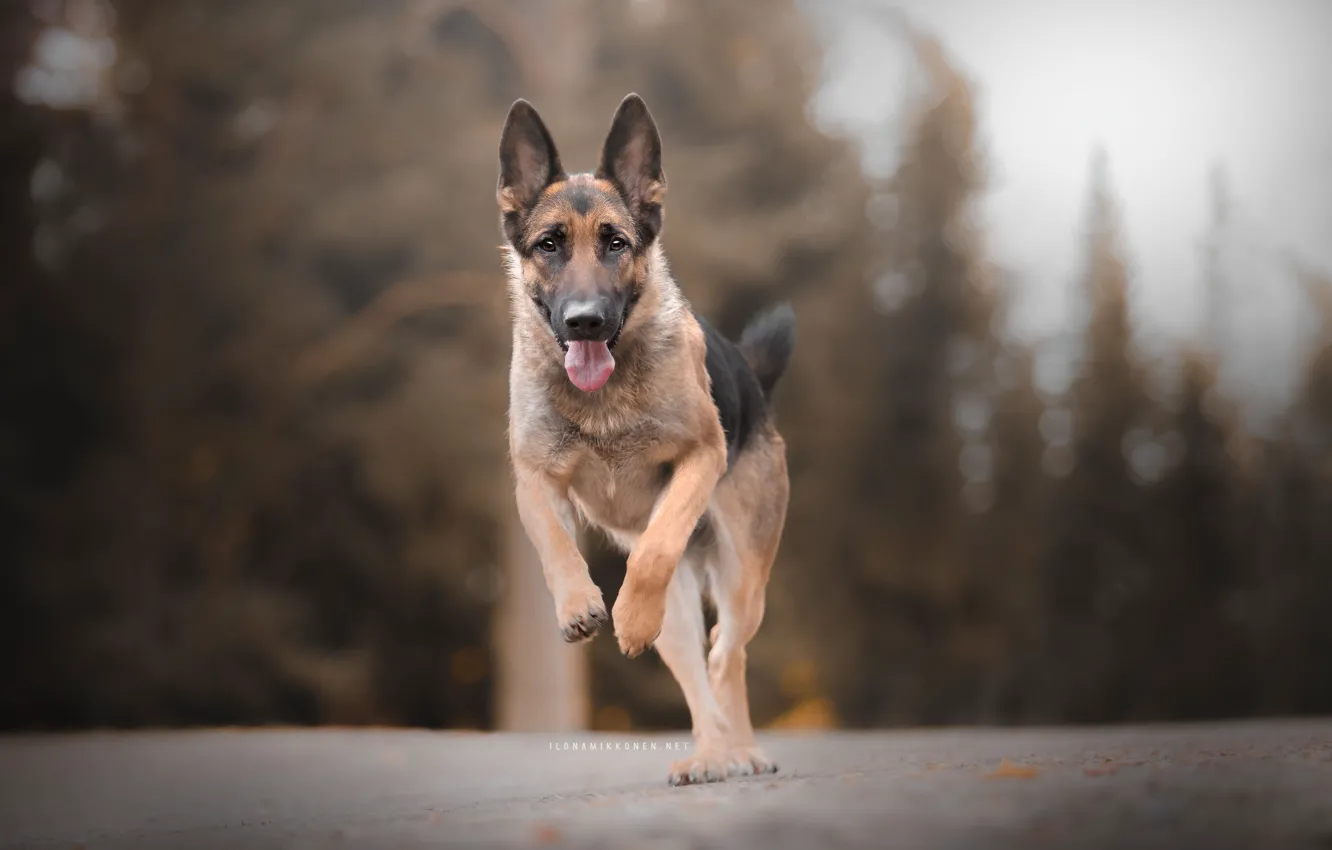 Photo wallpaper each, dog, running