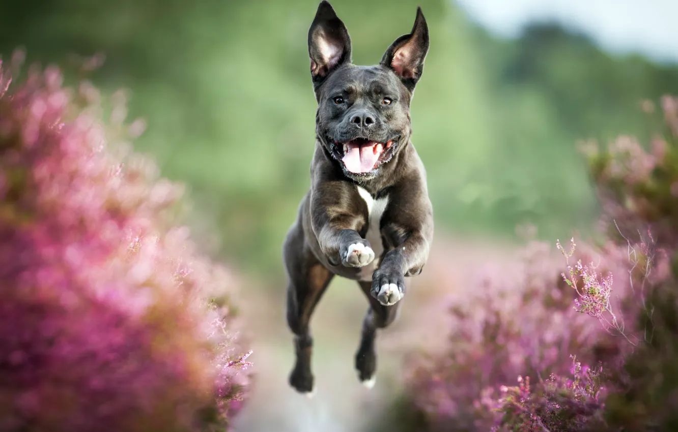 Photo wallpaper summer, nature, dog, running