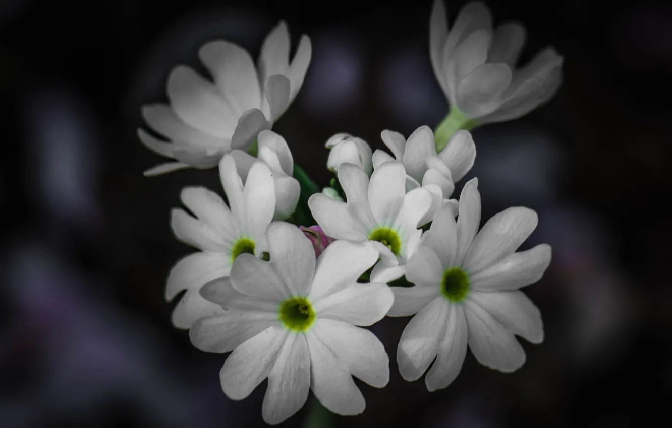 Photo wallpaper macro, plant, petals, inflorescence