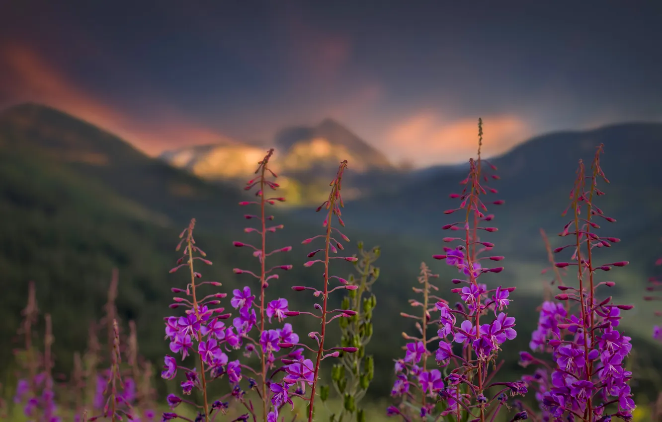 Photo wallpaper flowers, mountains, nature, Ivan-tea