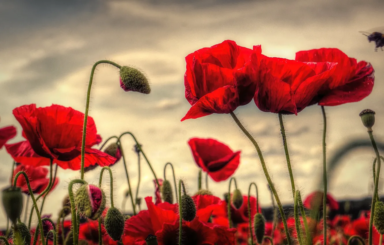 Photo wallpaper the sky, flowers, red, Mac, Maki, treatment, insect, bumblebee