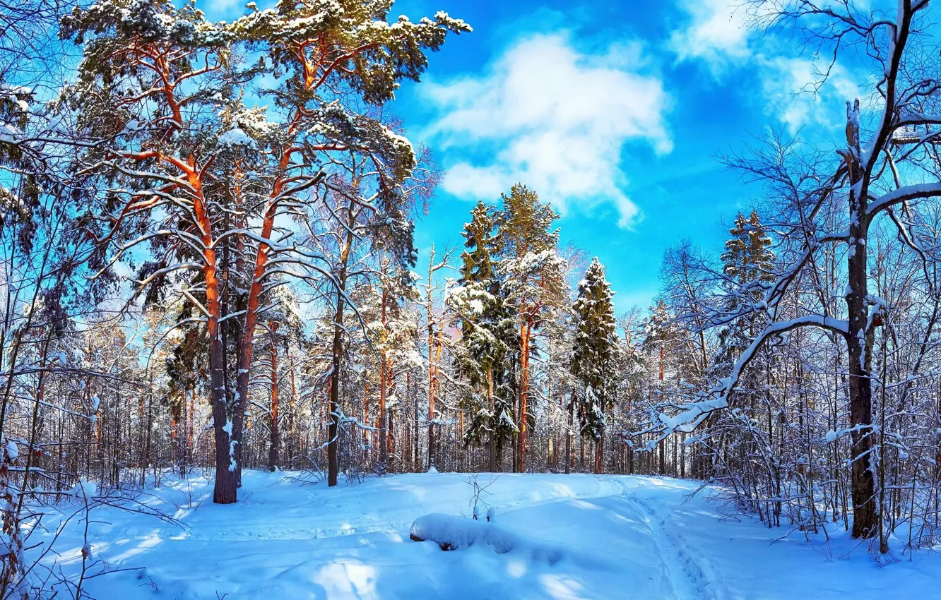 Photo wallpaper winter, forest, the sky, snow, dervla