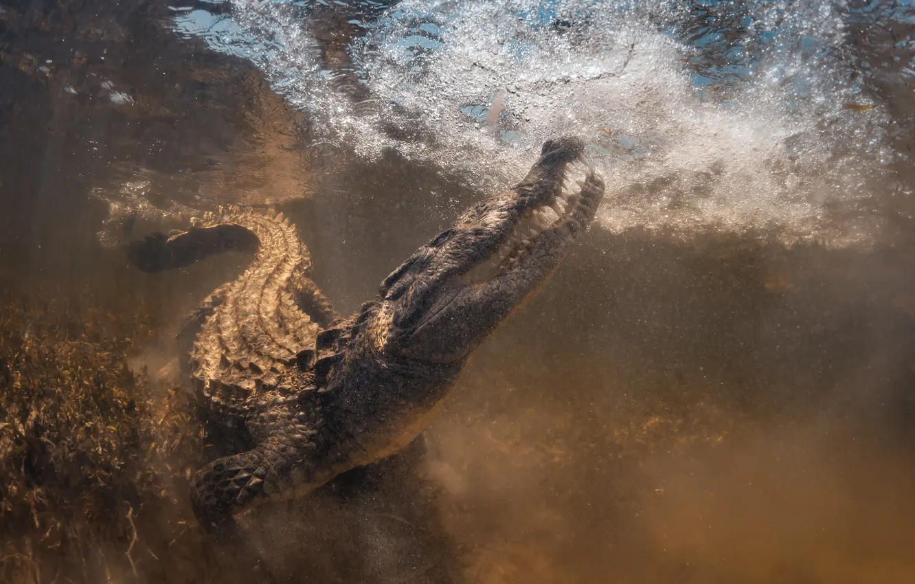 Photo wallpaper animals, crocodile, Wilderness, wild life, Wildlife Animals