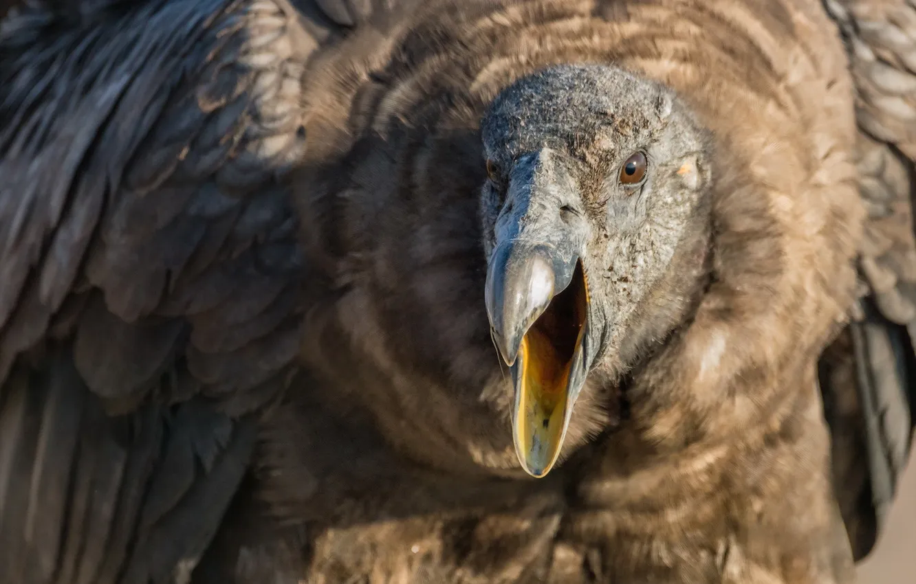 Photo wallpaper nature, bird, Condor